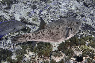 Giant pufferfish (Arothron stellatus) swimming in the sea over corals, dive site SD, Nusa Ceningan,