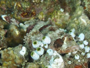 A camouflaged fish with white and colourful spots, Papuan scorpionfish (Scorpaenopsis papuensis),