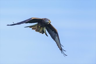 Red Kite, Milvus milvus, bird in flight