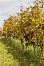 Vines with red grapes in autumn, Southern Palatinate, Palatinate, Rhineland-Palatinate, Germany,