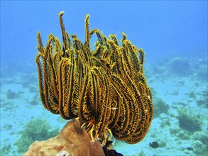 Yellow Feather Star, Bushy feather star, Variable feather star (Comaster schlegelii), shines in the