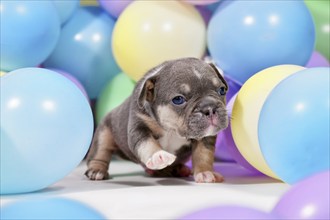 Cute tan French Bulldog dog puppy between colorful balloons