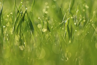 Blades of grass with dewdrops in the fresh morning light and a green blurred background, Bavaria,