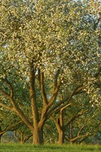 Blossoming apple trees (Malus domestica), illuminated by the sun in spring, Miltenberg, Spessart,