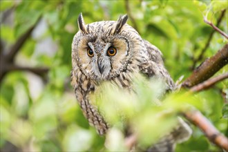 Long-eared owl (Asio otus), or lesser horned owl, sitting on a branch, captive, Pyrenees,