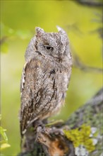 Eastern screech owl (Megascops asio) or Eastern screech-owl, captive, sitting on a branch,