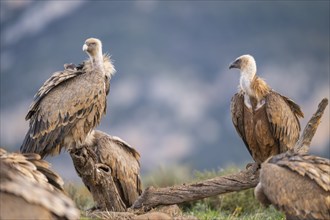 Griffon Vulture (Gyps fulvus) sitting on an old gnarled root in autumn, Pyrenees, Catalonia, Spain,