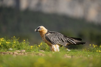 Bearded Vulture (Gypaetus barbatus) adult bird, Pyrenees, Lleida, Spain, Europe