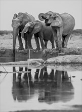 African elephant (Loxodonta africana), three elephants drinking at a waterhole, reflection, black