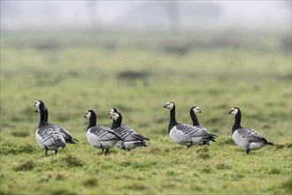 White-fronted Geese, Barnacle Geese (Branta leucopsis), East Frisia, Lower Saxony, Germany, Europe