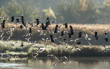 Northern Lapwing, Vanellus vanellus and Black-tailed Godwit, Limosa limosa, birds in flight over