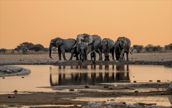 African elephant (Loxodonta africana), group with young, drinking at waterhole, reflection, at