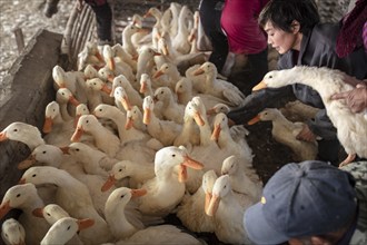 Ducks being vaccinated at the duck breeding centre Jiang Su Xiang Gui Breeding Co. Ltd, Xiang Shui