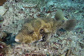 A map pufferfish (Arothron mappa) with iridescent pattern resting on the coral bottom, dive site