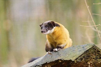 Yellow-throated marten (Martes flavigula) on an old tree trunk, Germany, Europe