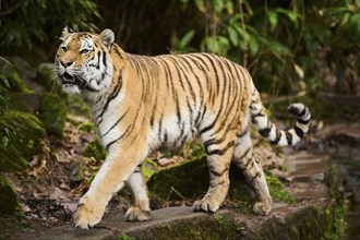 Siberian tiger or Amur tiger (Panthera tigris altaica) walking on the ground, captive, habitat in