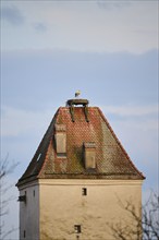 White stork (Ciconia ciconia) standing on a nest on a tower, Bavaria, Germany, Europe