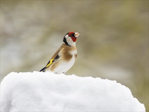 European Goldfinch (Carduelis carduelis), adult bird, perched on the ground in snow, North Hesse,