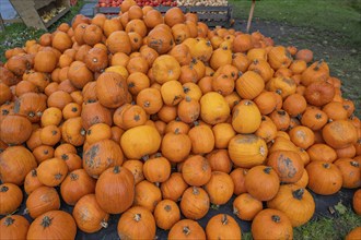 Pumpkins piled up for sale, Hokkaidos, Bavaria, Germany, Europe