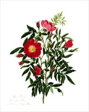 Rosa blanda, Rose, Historic rose, Rose cultivar, Illustration from 1799, Historic, digitally