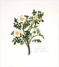 Rosa spinosissima, Common Scotch Rose, Rose, Old rose, Rose cultivar, Illustration from 1799,