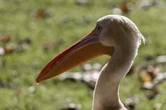 Pelican (Pelecanidae, Pelecanus), portrait, captive, Germany, Europe