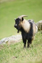 Domestic goat (Capra hircus), standing on a meadow, wildlife Park Aurach near Kitzbuehl, Austria,