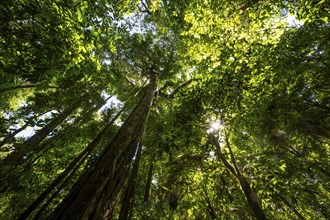 Dense vegetation in the tropical rainforest, roots of a strangler fig on a tree, view upwards,