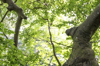 Old beech tree, Humlebæk, Nivå Bugt, Hovedstaden, Øresund coast, Denmark, Europe