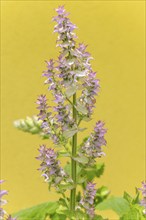 Flowers of clary (Salvia sclarea) with delicate purple blossoms on a blurred yellow background in