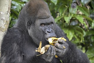 Western lowland gorilla (Gorilla gorilla gorilla) eating a banana, male animal, Silverback, Réserve