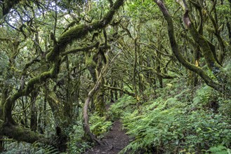 Forest in Garajonay National Park, UNESCO World Heritage Site on the island of La Gomera, Canary