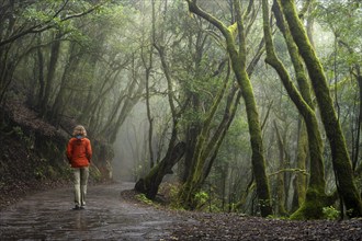 A hiker on a hiking trail in the cloud forest. Laurel trees with moss and lichen. Foggy weather.