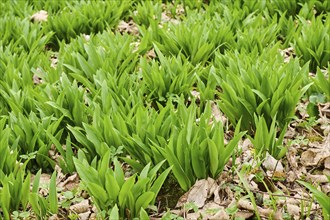 Wild garlic (Allium ursinum) growing in a forest in spring, Bavaria, Germany, Europe