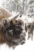 Close-up of a bison with snow-covered fur in a snowy forest, bison (Bos bonasus), Bavarian Forest