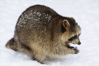 Raccoon in the snow looking for food, with snow-covered fur in a wintry environment, raccoon