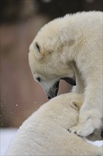 Two polar bears in a playful and tender interaction in the snow, polar bear (Ursus maritimus),