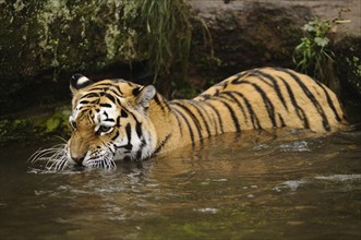 Tiger partially hides in the water and looks around attentively, Siberian tiger (Panthera tigris