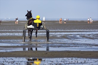 Horse with sulky, trotter, horse-drawn carriage, trotting race in the mudflats, Duhner Wattrennen