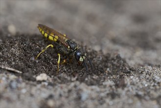 Beewolf digging (Philanthus triangulum) Lower Saxony, Germany, Europe