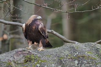 Golden eagle on a tree (Aquila chrysaetos) Bavaria, Germany, Europe