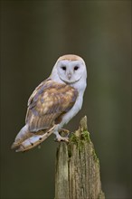 Barn owl (Tyto alba) Bavaria, Germany, Europe