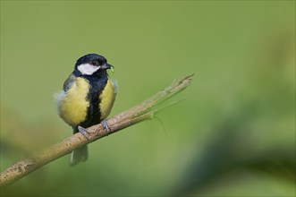 Great tit with food (Parus major) Lower Saxony, Germany, Europe