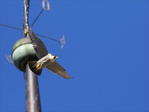 Peregrine Falcon (Falco peregrinus), adult female bird in flight set against a blue sky, flying in