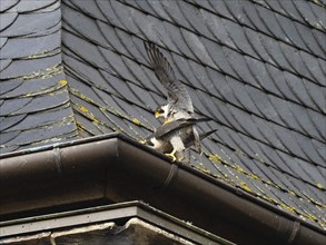 Peregrine Falcons (Falco peregrinus), adult pair copulateing on a church tower roof, beside their