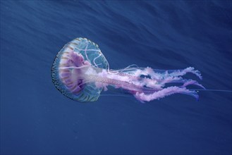 Elegant luminous jellyfish (Pelagia noctiluca) floating in the blue depths of the ocean, dive site