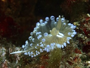 Bright blue Striped Thick-billed Slug (Janolus cristatus) with outstretched tentacles in the sea,