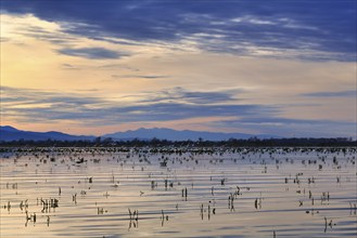 Lake Kerkini, Lake Kerkini, dawn, Central Macedonia, Greece, Europe