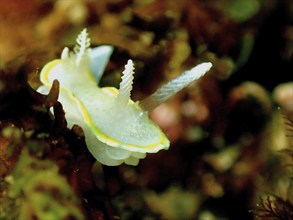 White nudibranch with yellow edge, white-yellow doris (Diaphorodoris luteocincta), moves under