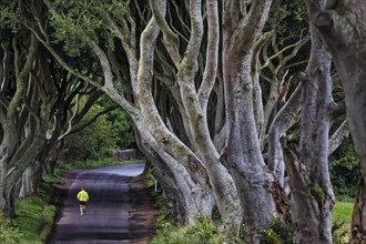 Famous beech avenue, The Dark Hedges, tunnel avenue with jogger, mystical film set, film location